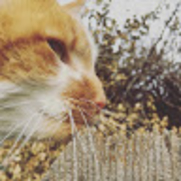 Meet your Posher, Allison - Picture 1 of 1